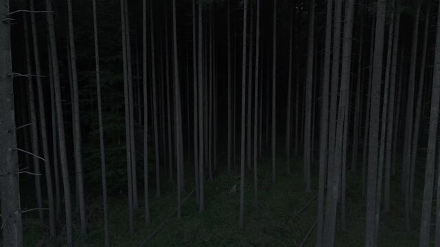 Creepy tree line