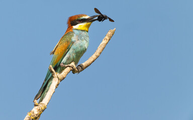 Bienenfresser (Merops apiaster)