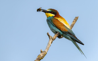 Bienenfresser (Merops apiaster)