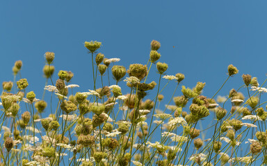  Wilde Möhre (Daucus carota subsp. carota)