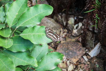 A Serene Moment: A Butterfly's Rest on a Verdant Leaf