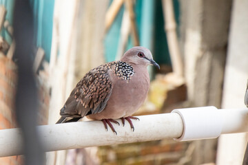 pigeon on the fence