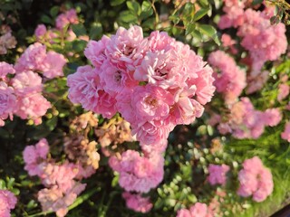bush pink rose. summer flowers.