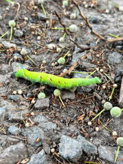 Caterpillar on the ground
