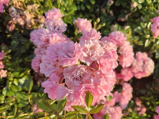 bush pink rose. summer flowers.