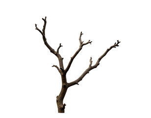 Obraz premium High-Resolution Dry Twig Clipart: Create Unique Nature-Inspired Graphics 