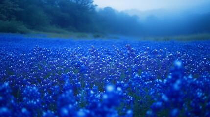 A field of fantastic, vibrant blue flowers