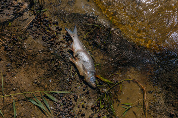 Dead fish float to the surface of the water in this polluted canal. Due to global warming, the fish...