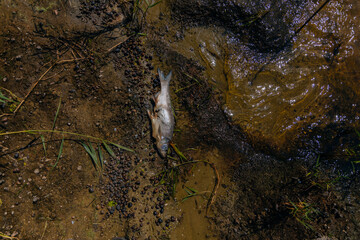 Dead fish float to the surface of the water in this polluted canal. Due to global warming, the fish...