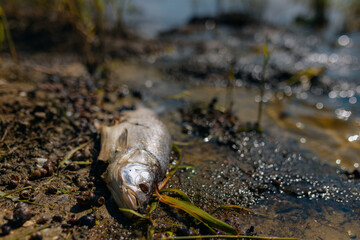 Dead fish float to the surface of the water in this polluted canal. Due to global warming, the fish...
