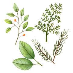 Set of watercolor illustration with orange berries and branches of leaves and needles. Christmas set of hand drawn illustration