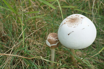 可愛らしい二つのキノコ