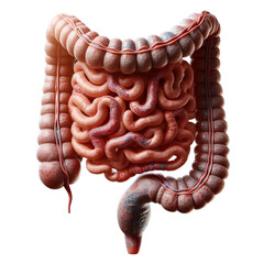 a human large intestine
