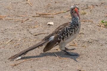 Oiseau au long bec