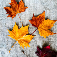 Obraz premium Autumn fall leaves and natural sunlight shadows on messy crumpled linen cloth background. Aesthetic autumn flat lay, business brand template. 