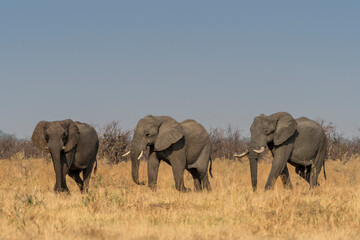 Eléphants
