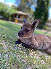 Baby Wallaby with its food