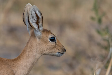 Impala, Antilope, savanne