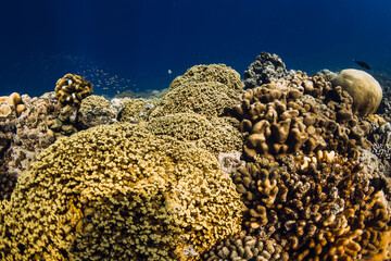 Coral background underwater in deep ocean at Maldives.
