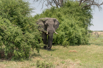 Eléphants d'Afrique