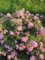 Obraz premium bush pink rose. summer flowers.