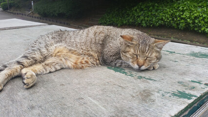 This is a picture of a cat dozing off.