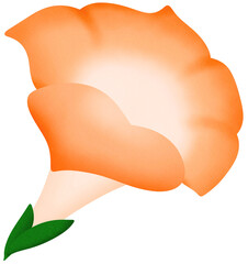 Orange morning glory