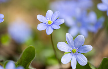 liverwort flower growing