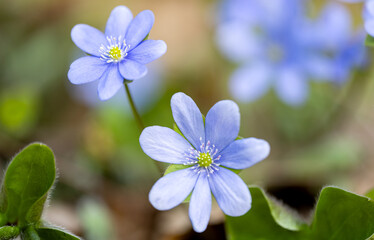 liverwort flower growing