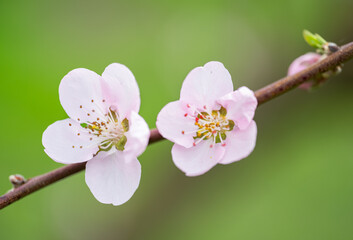 Obraz premium cherry blossom branch