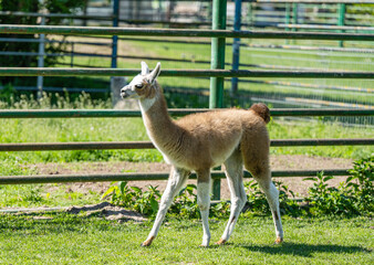 young llama in the zoo © ksena32