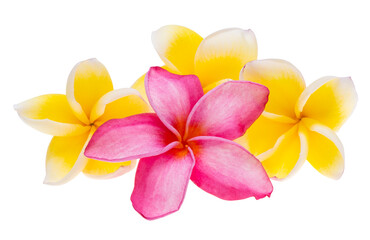 plumeria flowers isolated
