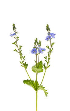 veronica flowers isolated