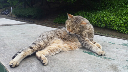 This is a picture of a cat grooming itself.