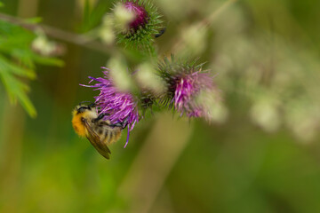 Ackerhummel (Bombus pascuorum)  an Distel