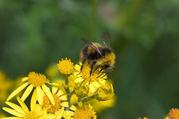 Small friendly bee close up on a ragwort flower.