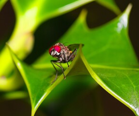 eyes,garden,red,green