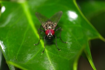 Common fly on a leaf in the Peak District front view.