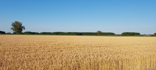 Złote łany zboża na wiejskim polu © tomo81