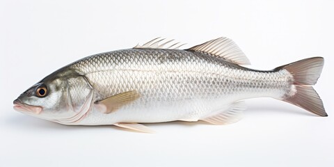 Freshwater Bass Fish