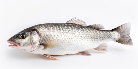 Obraz premium Fresh White Sea Bass on White Background