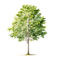 Vibrant Green Tulip Tree with Lush Foliage and Smooth Trunk on White Background