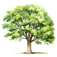 Vibrant Pecan Tree with Broad Lush Green Foliage Canopy in Natural Landscape