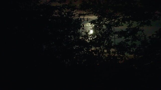 A tranquil moonlit night is beautifully displayed through the trees in a peaceful backyard