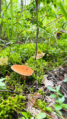 Close-up of small toadstool mushrooms in the forest.