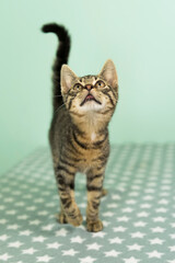 Obraz premium Porträt eines jungen getigerten Hauskätzchen