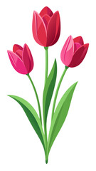 tulips isolated on white