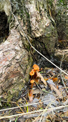 Toadstool mushrooms grow on a tree. Toadstool on the tree bark.