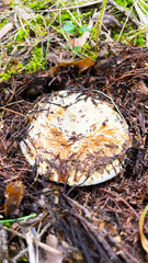 A bunch of mushrooms in the ground. Mushroom picking in the forest
