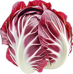Radicchio vegetable isolated, Radicchio Plant Clipart, Fresh Healthy radicchio Illustration